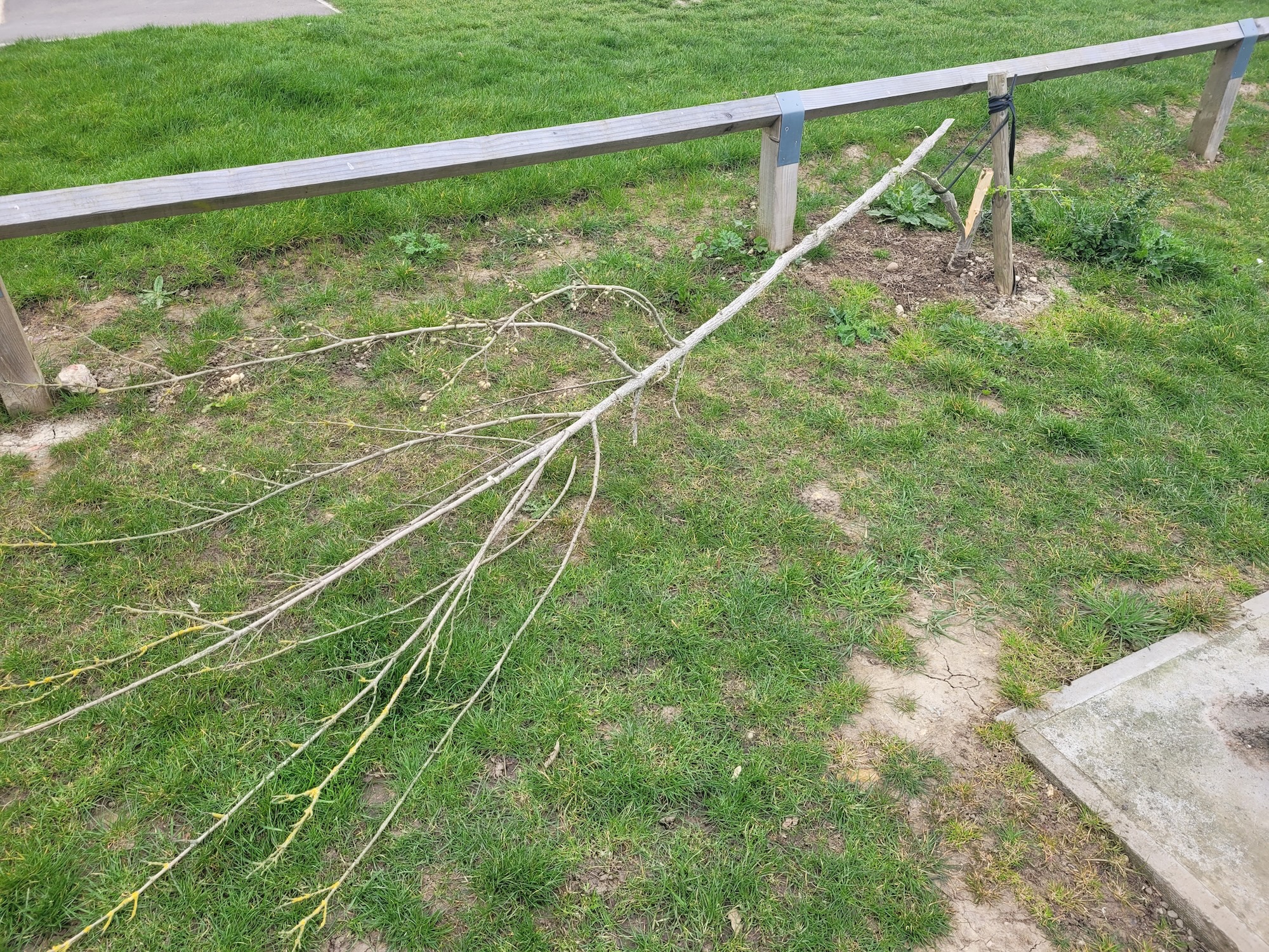 Vandalised tree